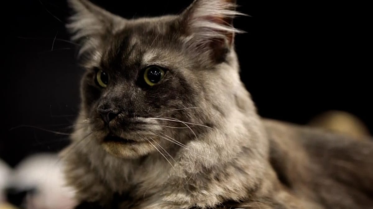 Beautiful cats of various breeds displayed at international competition in Sofia, Bulgaria