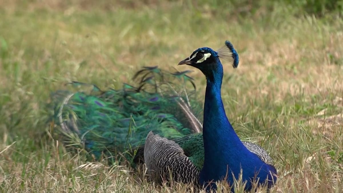 Over 100 Peacocks Make Italian Beach Town Their Home - Image 2