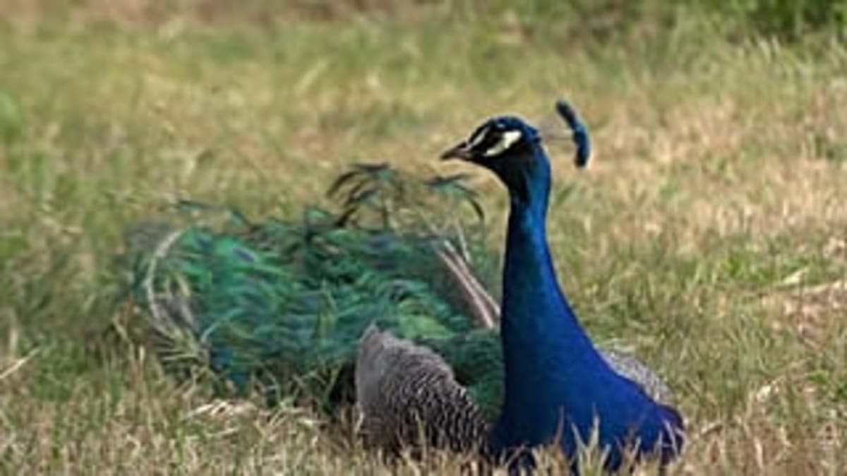 Over 100 Peacocks Make Italian Beach Town Their Home - Image 3