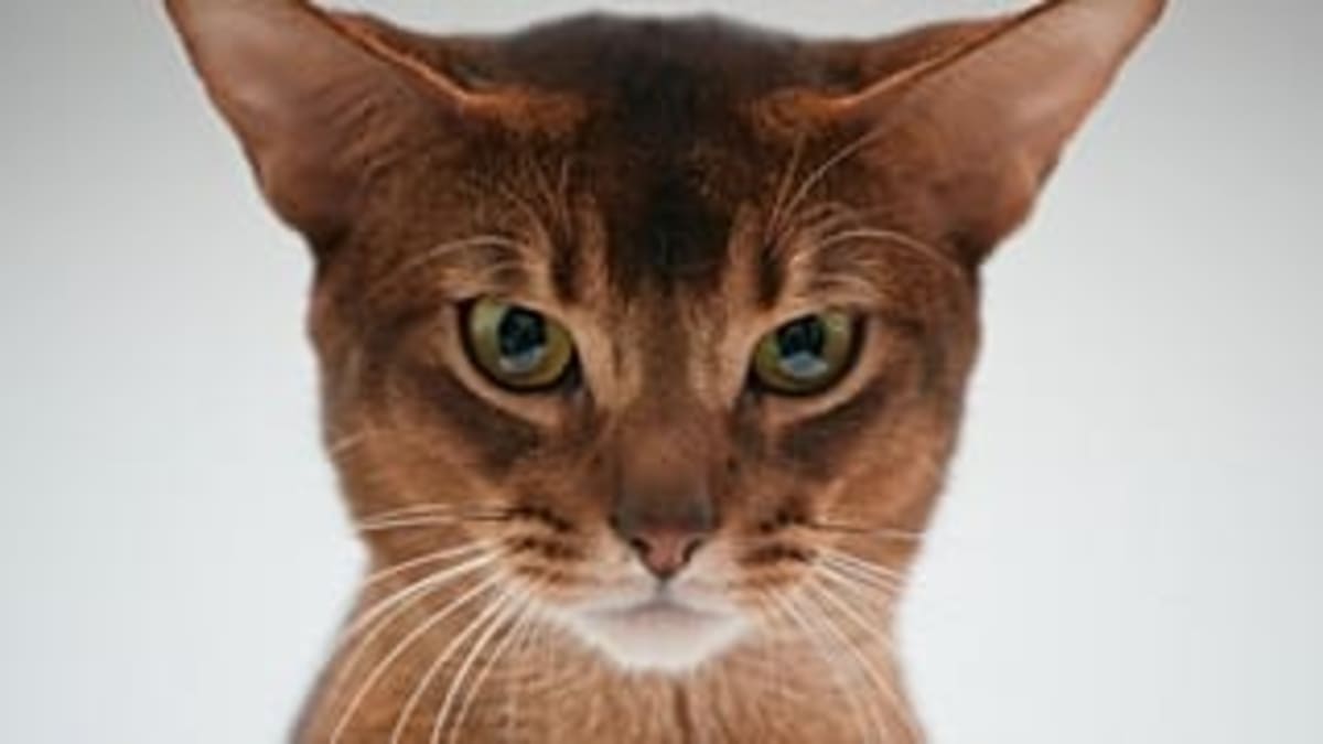 Mumbai Cat Expo Draws Thousands of Feline Lovers - Image 3