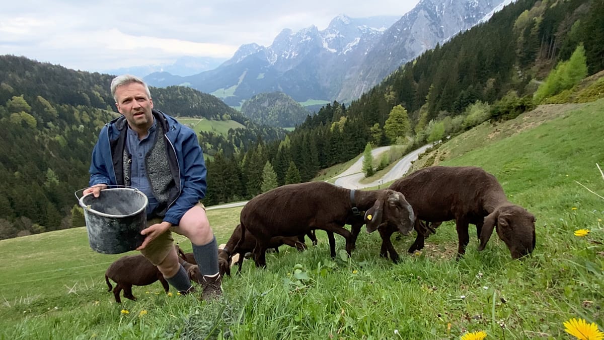 Austrian farmer Josef Quehenberger standing among his sheep on rolling green pastures near Salzburg
