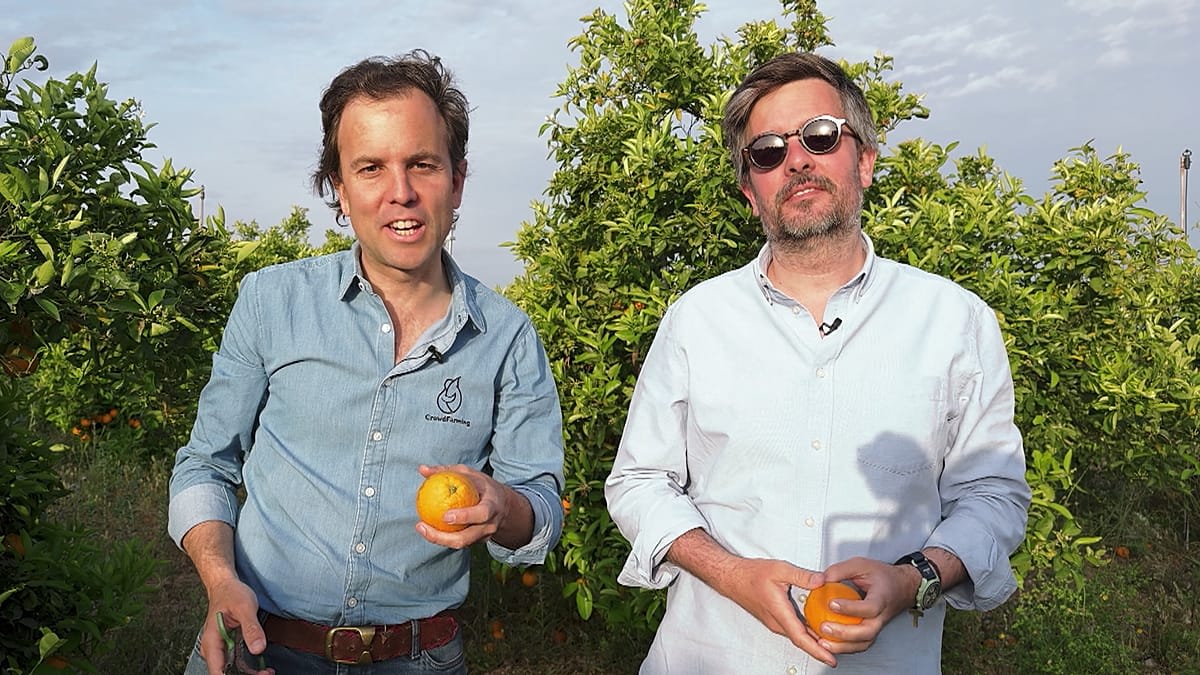 Brothers harvesting oranges in sunny Spanish grove with wooden crates filled with fresh fruit