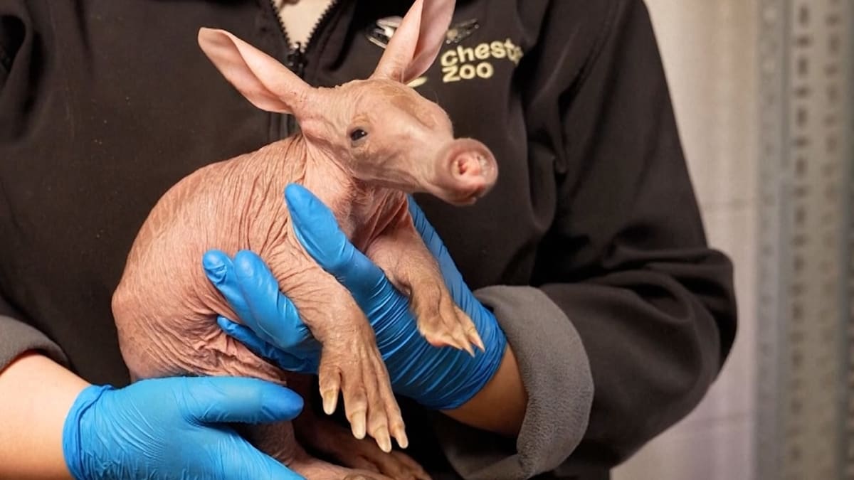 Chester Zoo Welcomes Rare Baby Aardvark Named Womble - Image 2