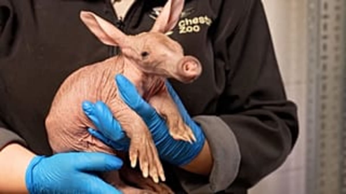 Chester Zoo Welcomes Rare Baby Aardvark Named Womble - Image 3