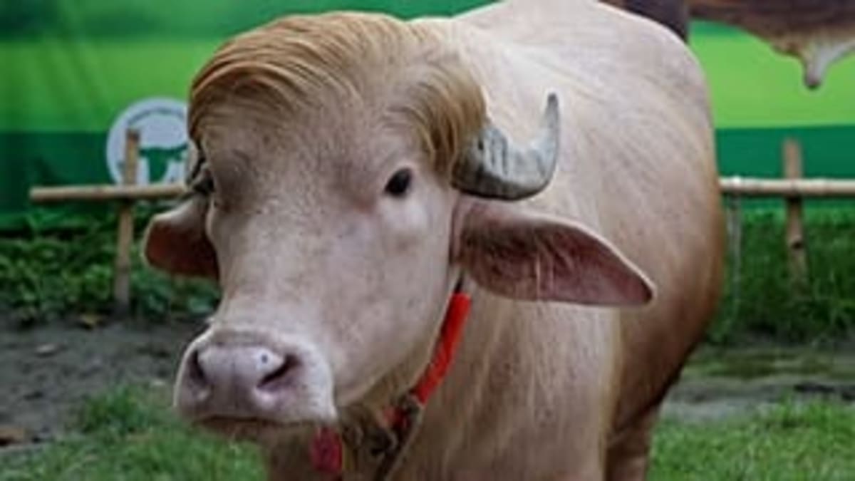 Rare Albino Buffalo Draws Crowds in Bangladesh - Image 3