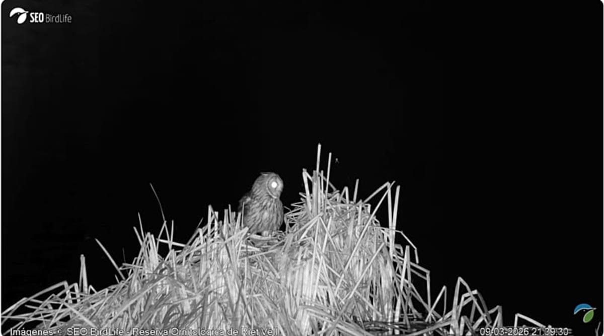 Spain's Wildlife Webcams Bring Nature to Your Screen - Image 2