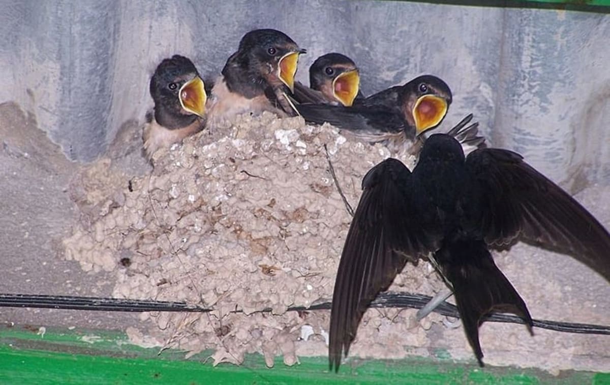 Spain's Wildlife Webcams Bring Nature to Your Screen - Image 3