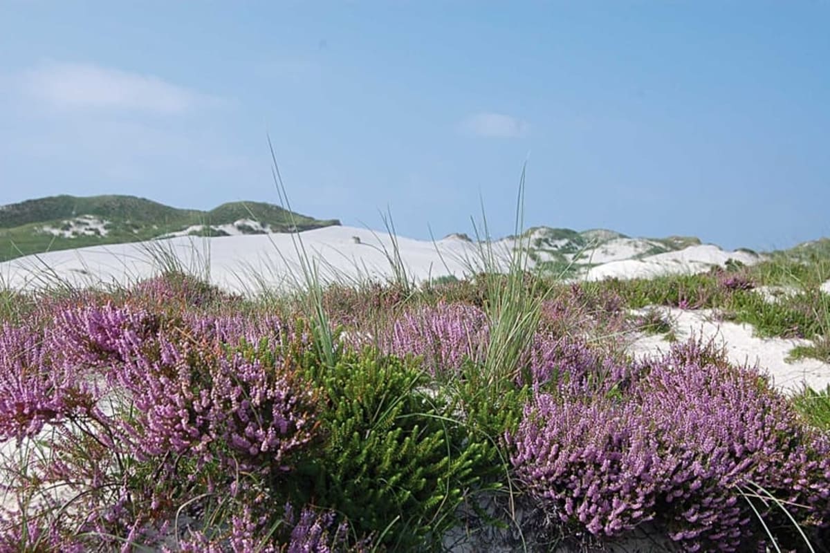 Germany's Kniepsand Beach: 1,400 Football Fields of Sand - Image 2