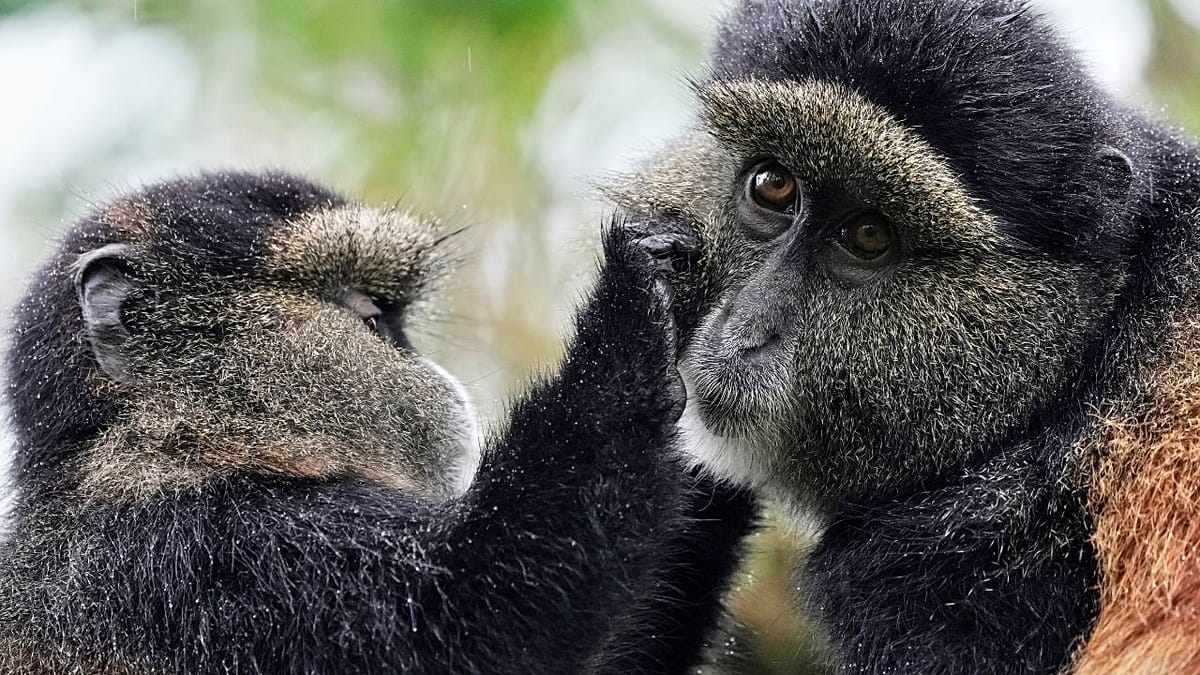 Scientists collecting water sample from pond in Rwanda's Volcanoes National Park for wildlife DNA testing