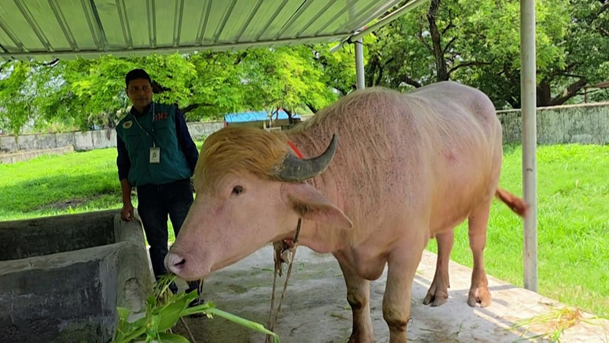 Rare Albino Buffalo Saved, Now Safe at Bangladesh Zoo - Image 2