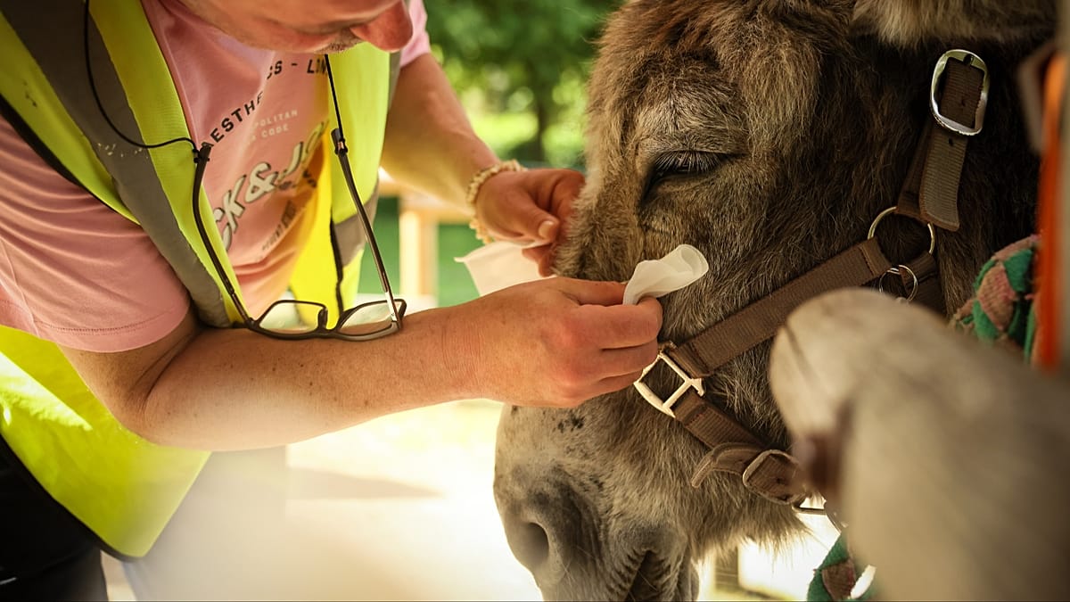 Patient standing beside therapy donkey during outdoor mental health session at French psychiatric hospital