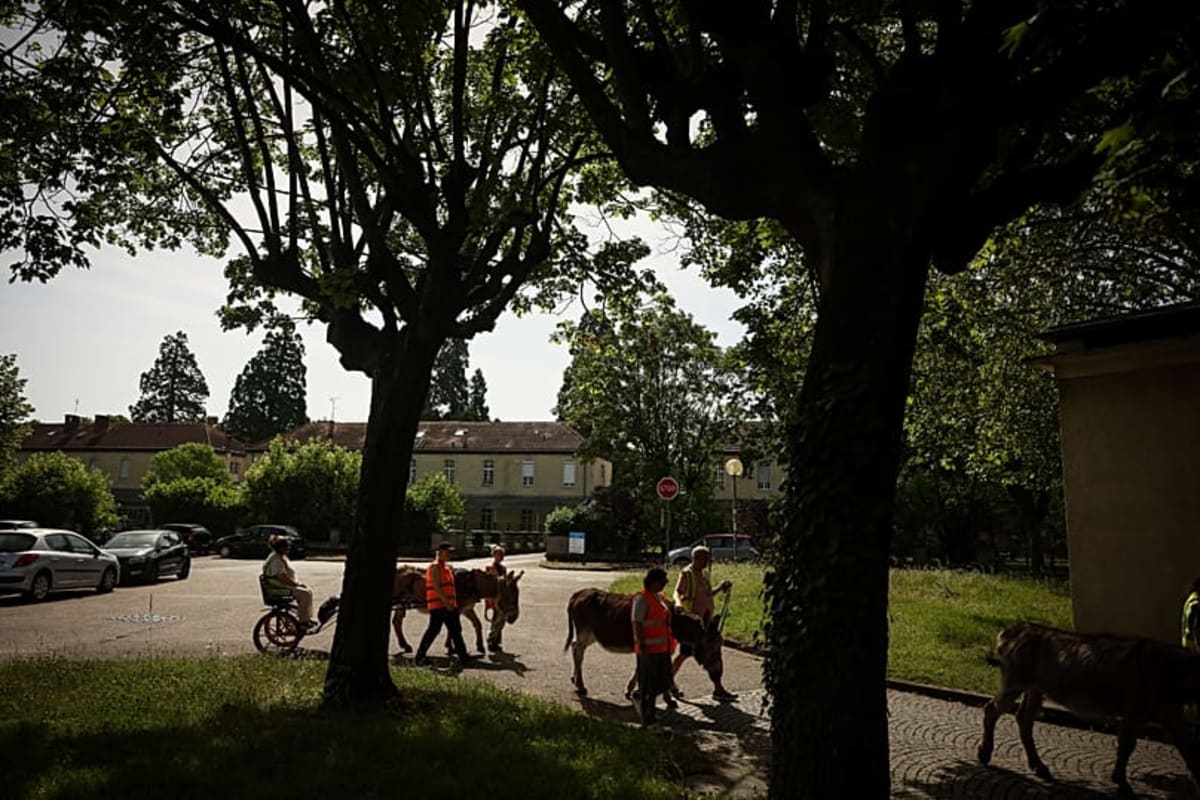 French Hospital Uses Donkeys to Treat Mental Illness - Image 2