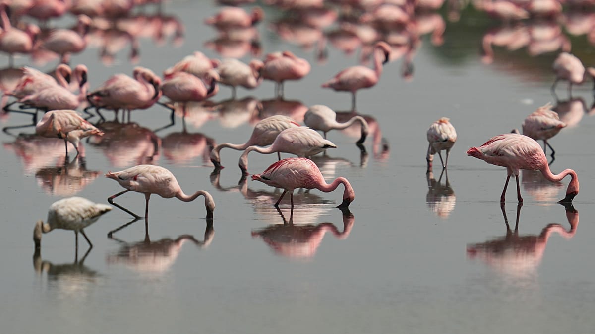 Flock of pink flamingos standing in shallow water of Venice's restored salt marsh wetlands