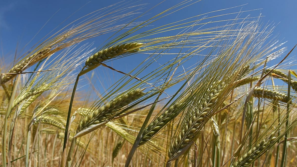 French Farms Cut Drought Losses 66% With Soil Methods