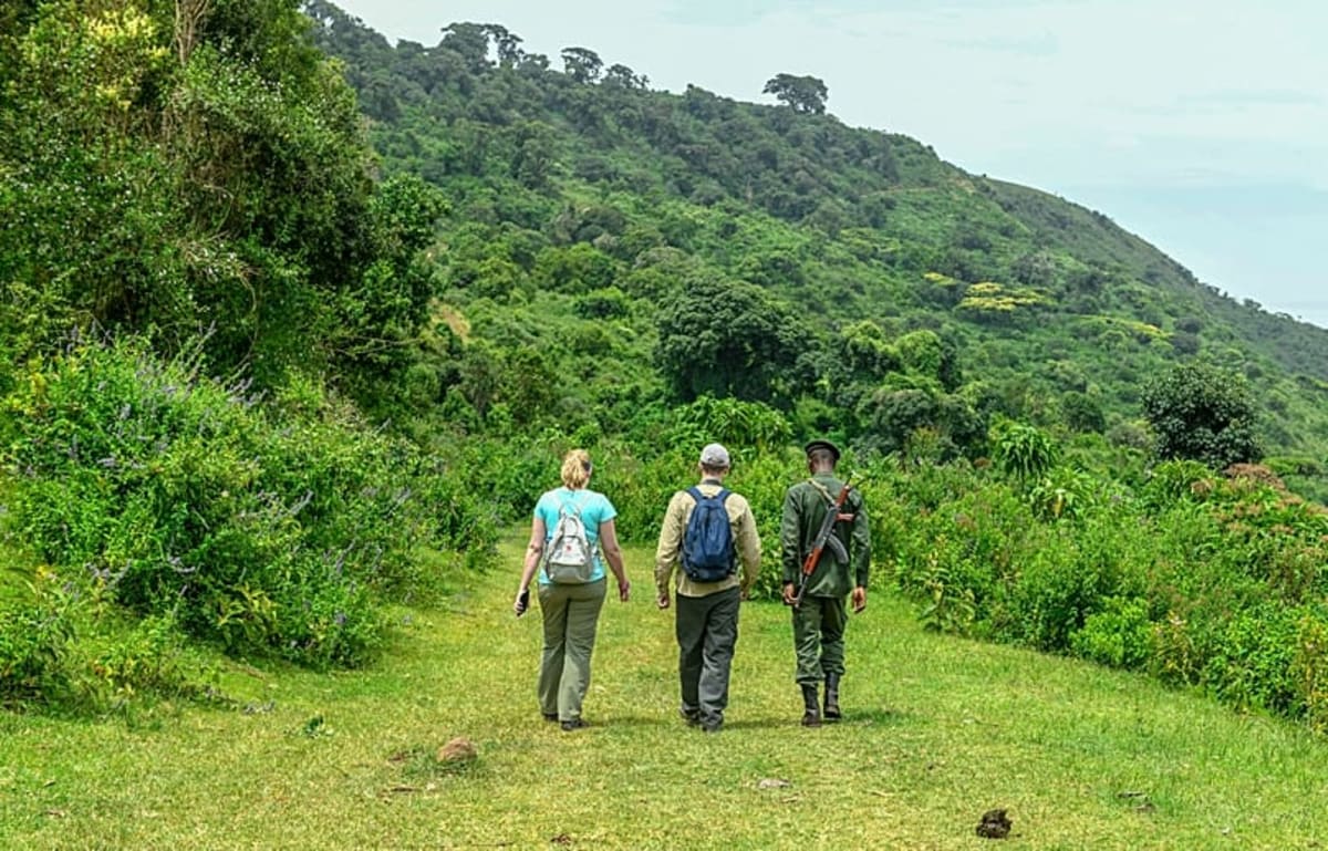 Rwanda Caps Gorilla Permits Despite Attenborough Surge - Image 2