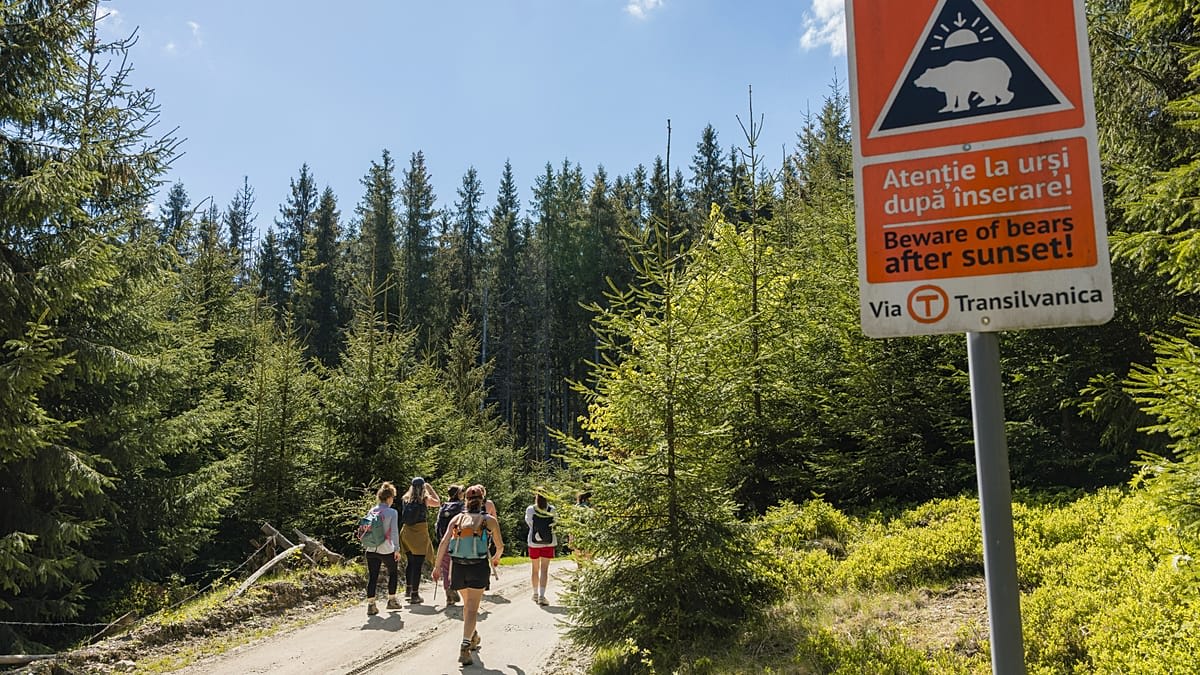Wooden rest stop shelter in Romania's Carpathian mountains along Via Transilvanica hiking trail
