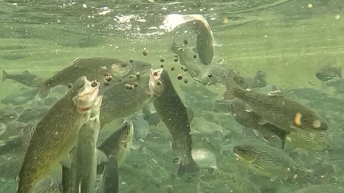 Scottish Startup Feeds Algae Whisky Waste to Save Wild Fish - Image 2