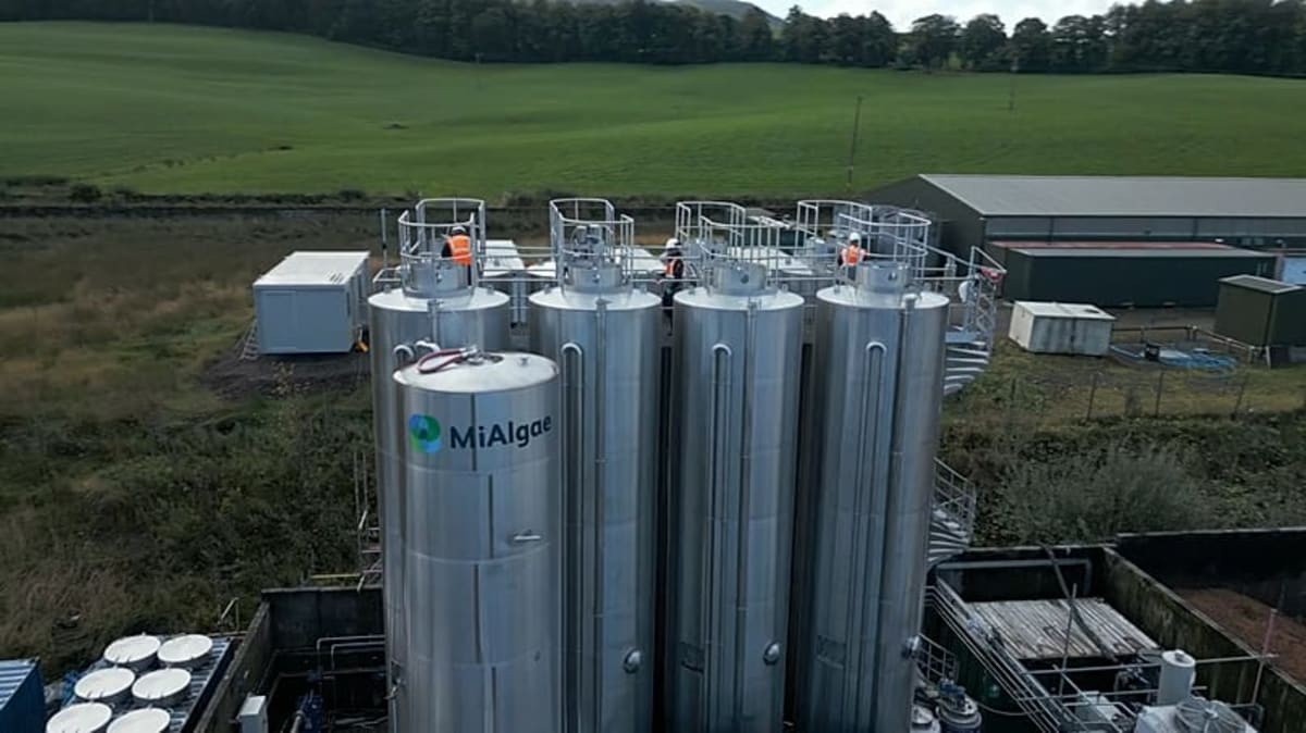 Scottish Startup Feeds Algae Whisky Waste to Save Wild Fish - Image 3