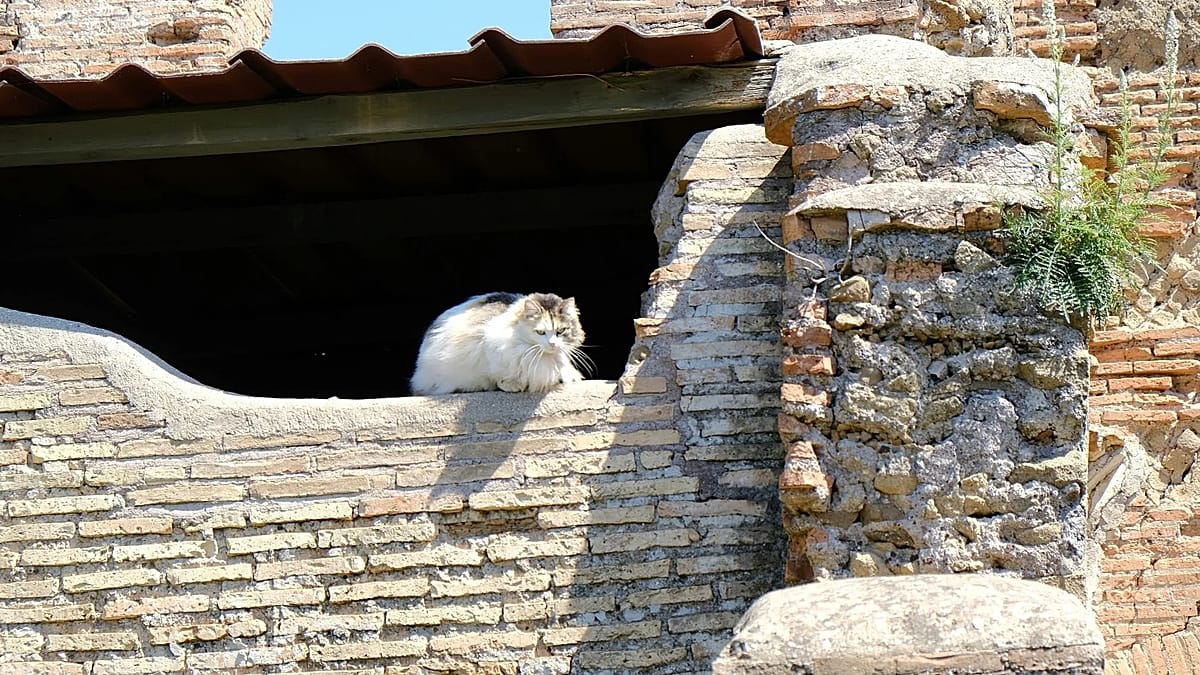Orange tabby cat sitting on ancient Roman stone ruins at sunrise in Rome