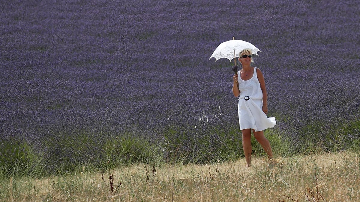 ** Rolling purple lavender fields stretch across Provence plateau de Valensole in southern France