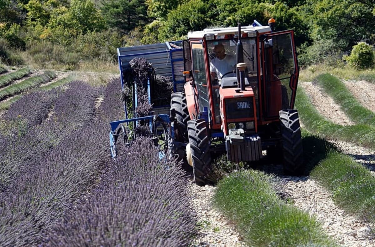 French Lavender Farmers Find Smart Solution to Climate Woes - Image 3