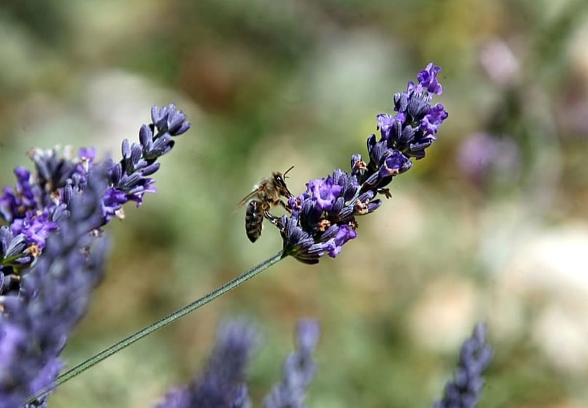 French Lavender Farmers Find Smart Solution to Climate Woes - Image 2
