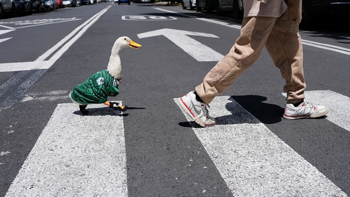 Merlin the Duck Becomes World Cup's Viral Star - Image 2