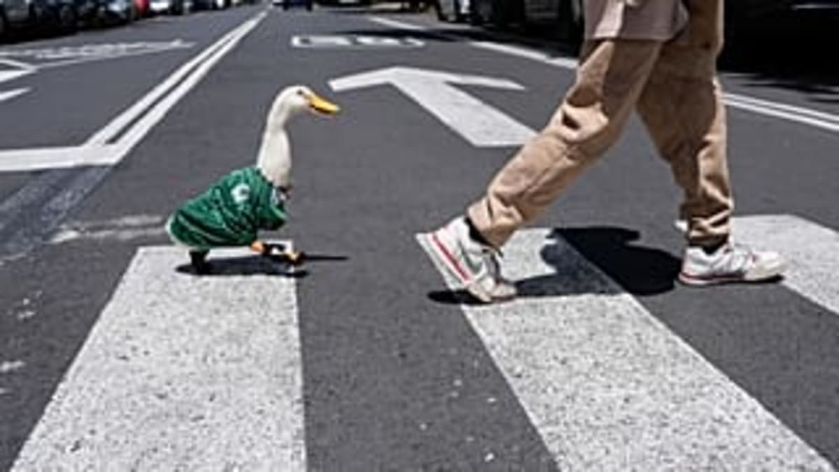 Merlin the Duck Becomes World Cup's Viral Star - Image 3
