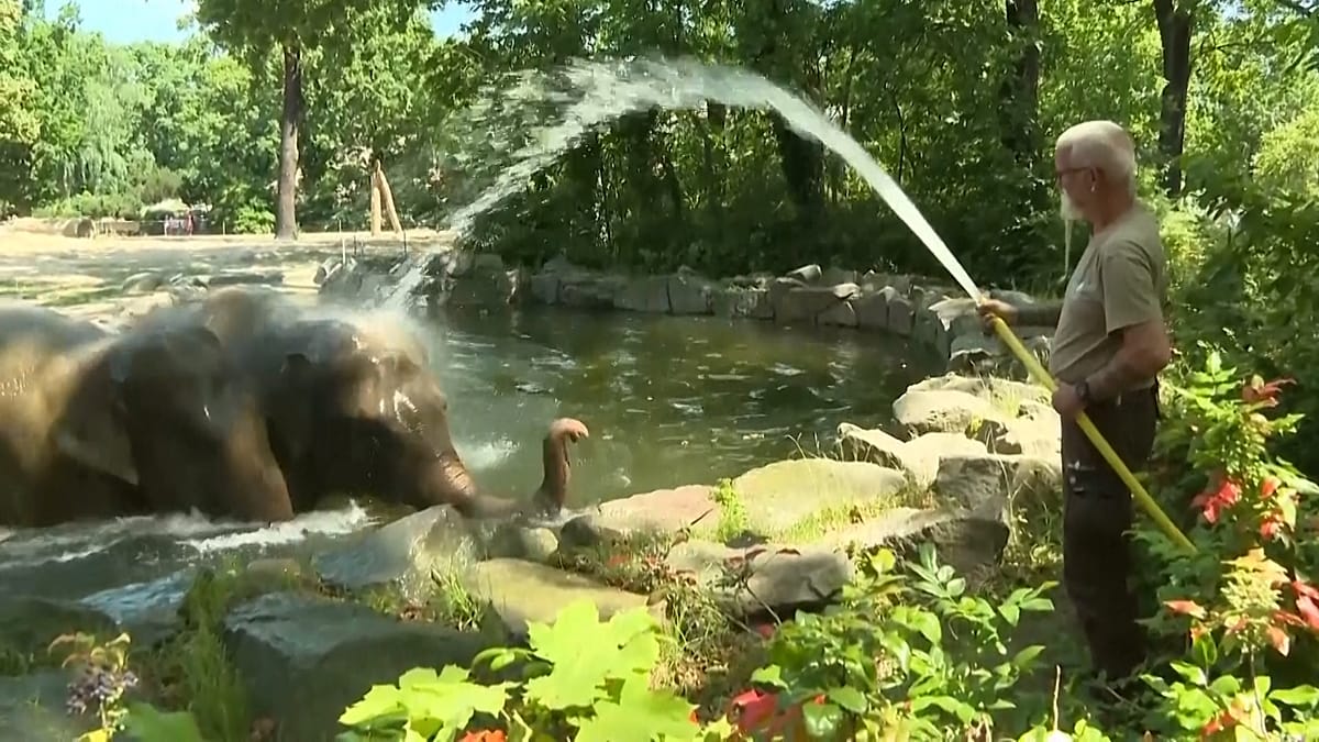 ** Brown bears playing in water pool with large ice blocks at Berlin Zoo during summer heatwave
