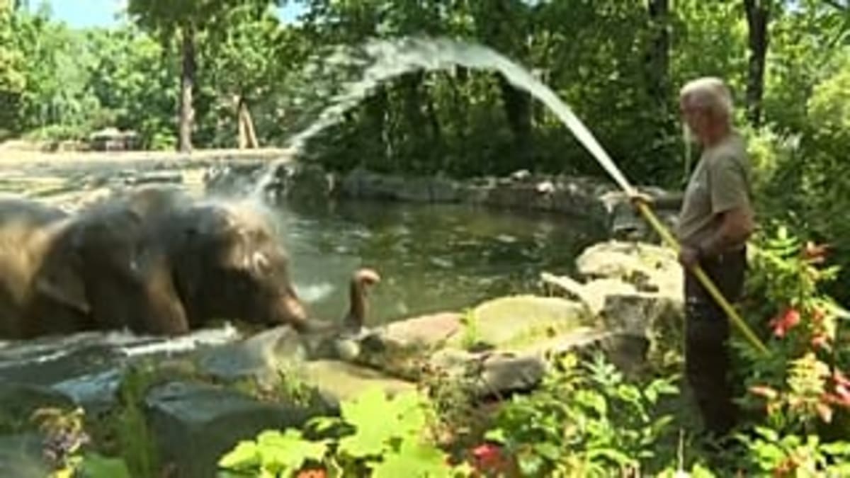 Berlin Zoo Keeps Animals Cool With Ice Bombs and Showers - Image 3