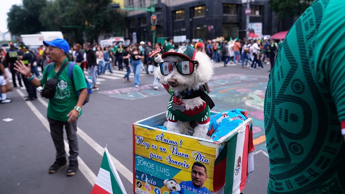 Rescue Dog Osito Becomes Mexico City's World Cup Star - Image 2