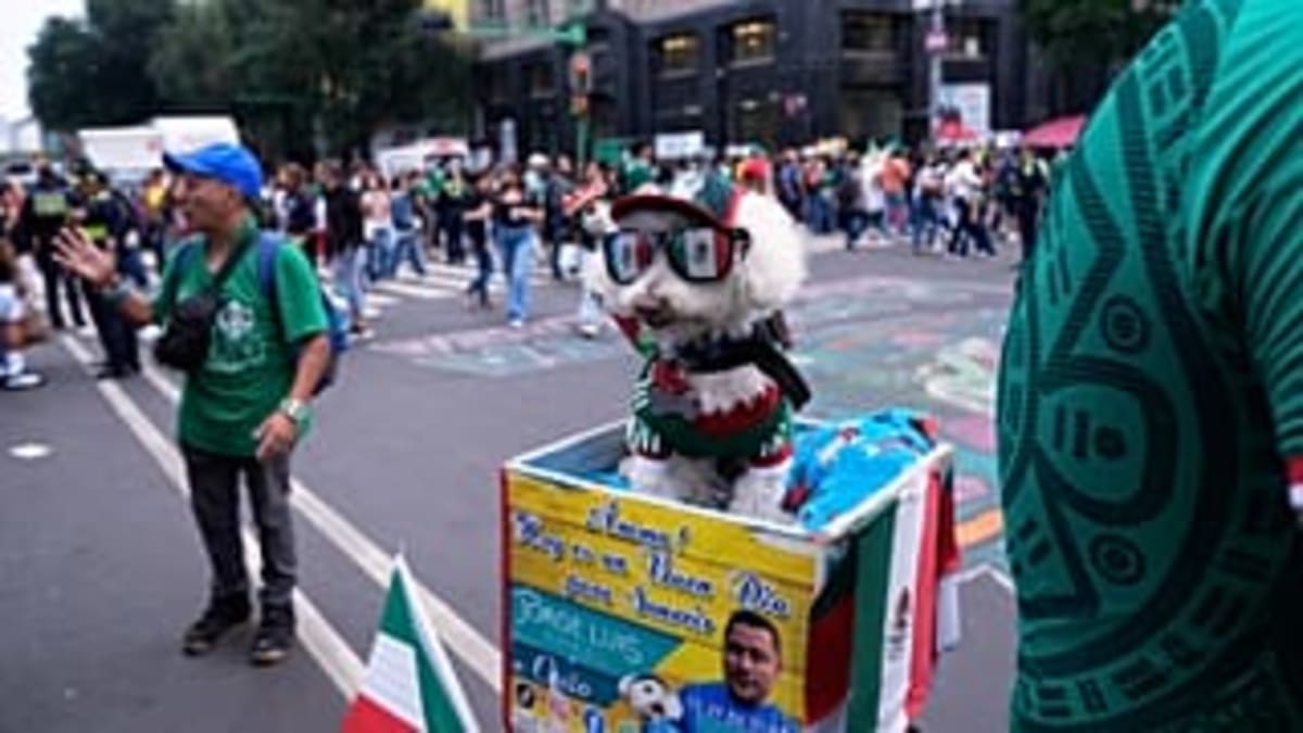 Rescue Dog Osito Becomes Mexico City's World Cup Star - Image 3