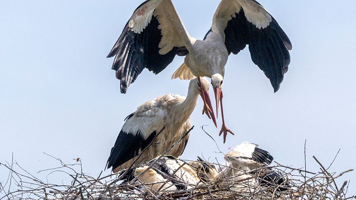 White stork standing in large nest on traditional wooden house rooftop in Croatian village