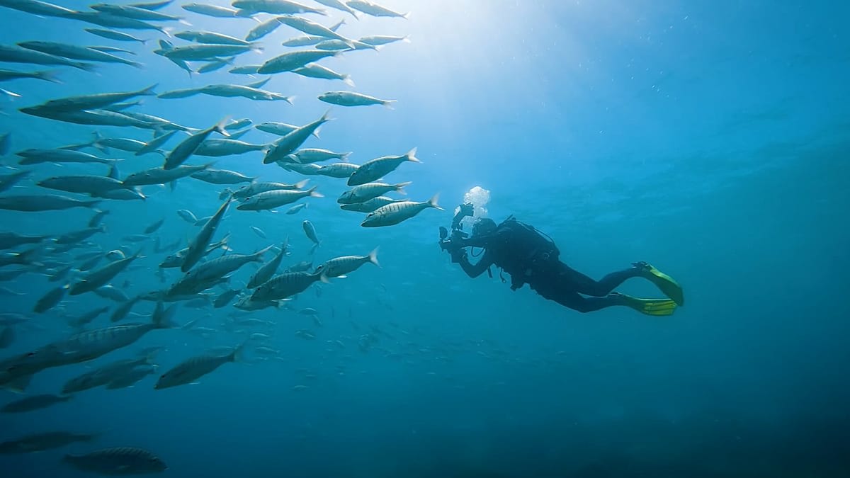 Diver photographing colorful marine life underwater in clear blue Canary Islands ocean waters