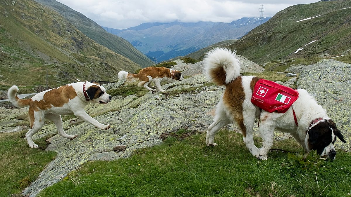 St. Bernard dog standing on snowy Alpine mountain trail in Switzerland