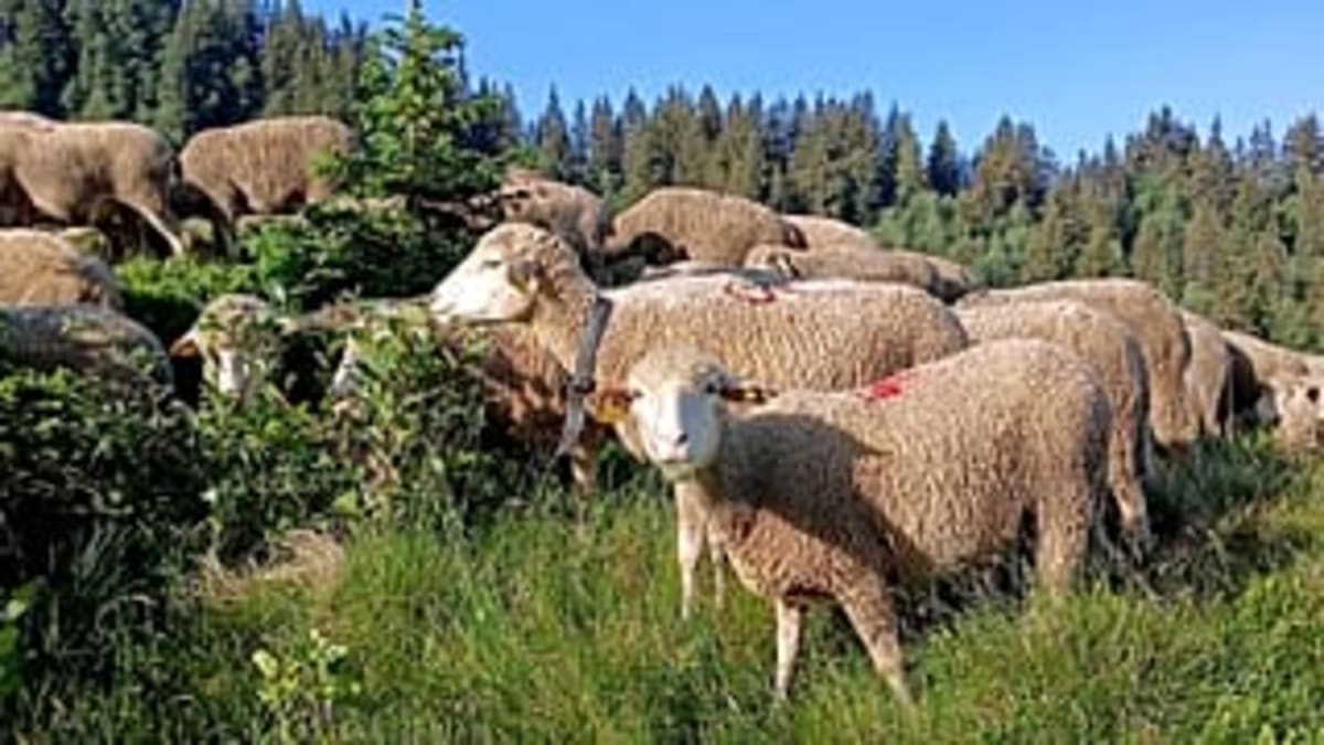 Ancient Shepherd Tradition Returns to French Alps - Image 3