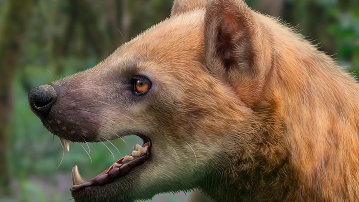 Fossilized skull and teeth of newly discovered bear-dog species from prehistoric Spain