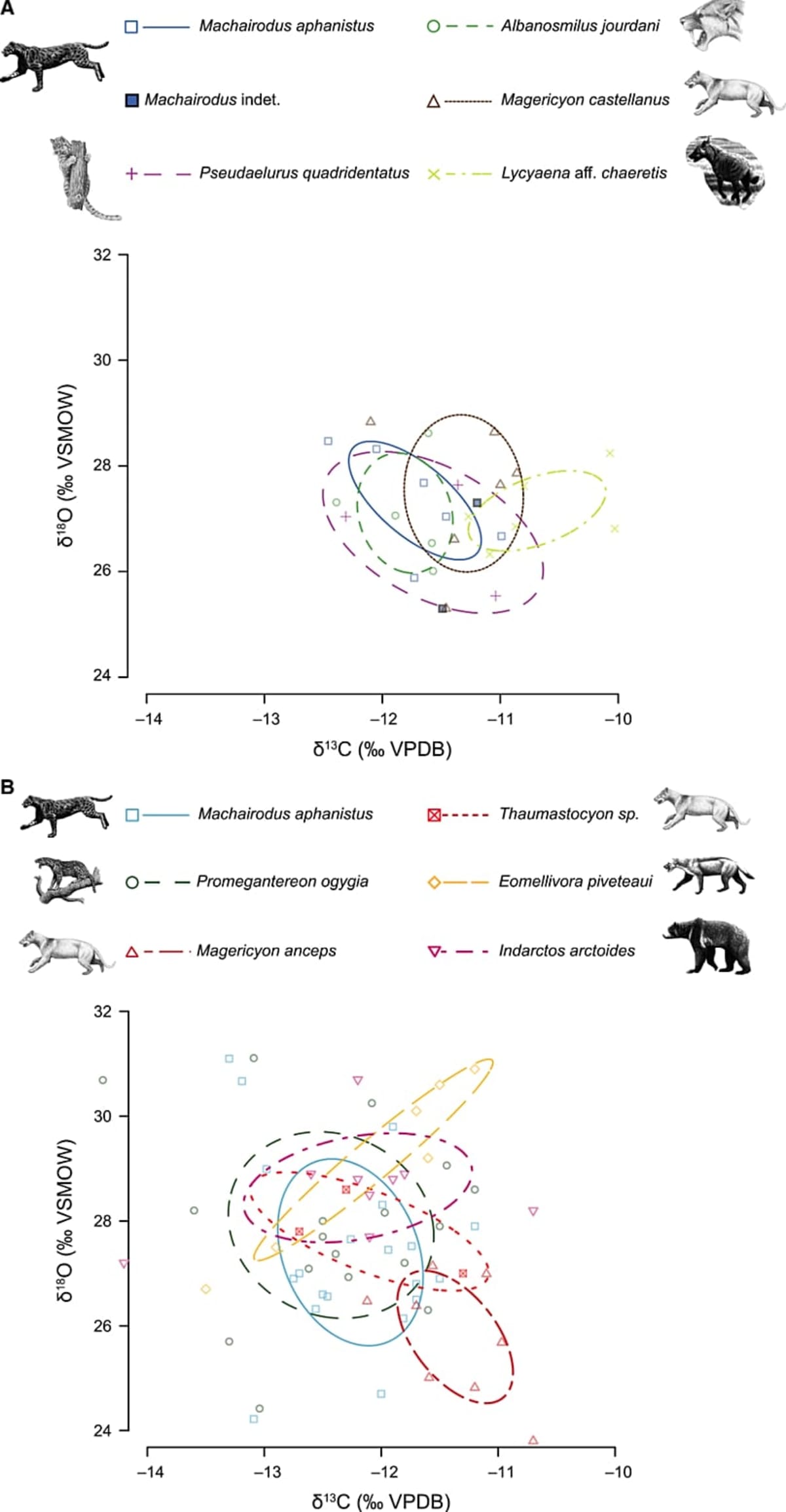 Scientists ID New Bear-Dog Species From Forgotten Skull - Image 4