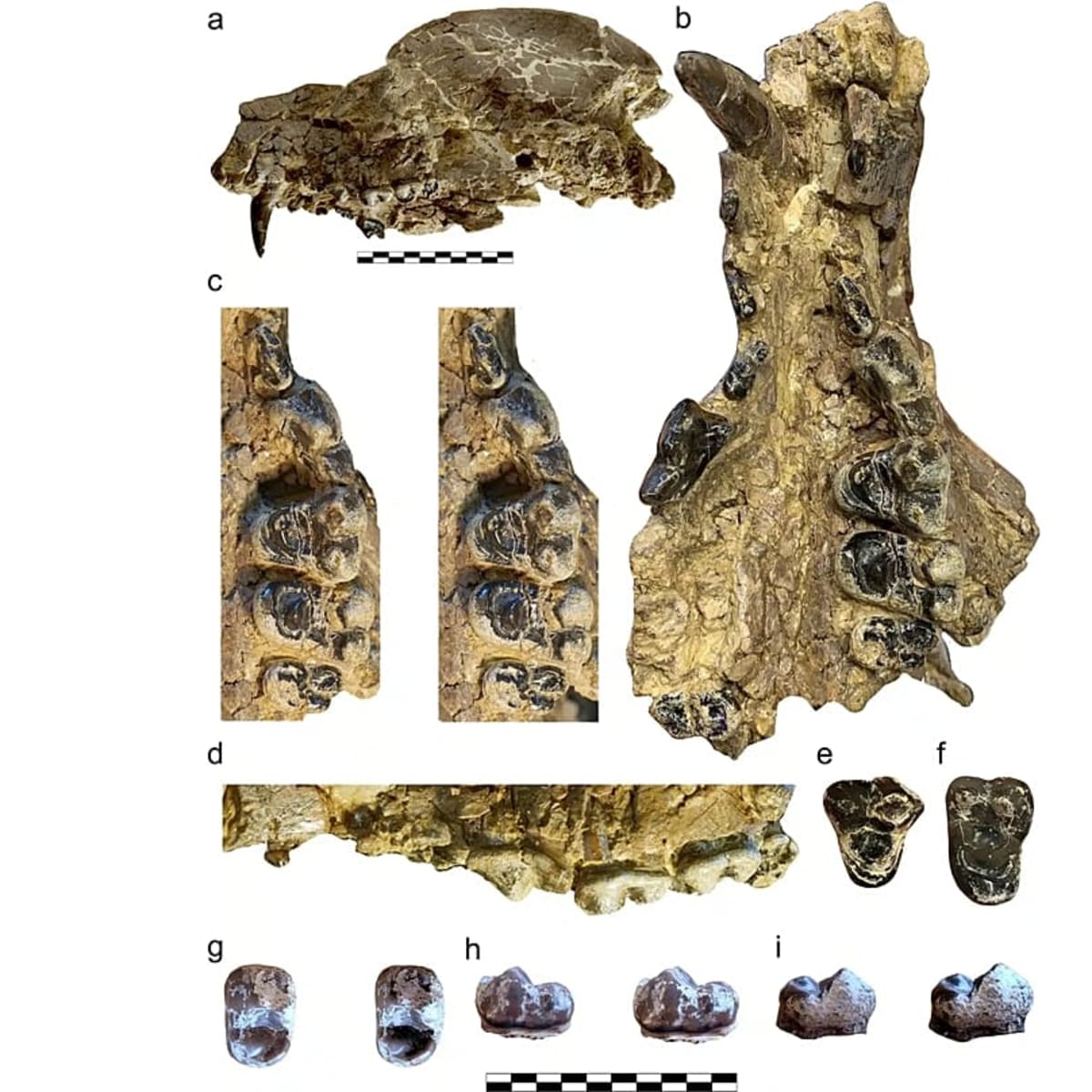 Scientists ID New Bear-Dog Species From Forgotten Skull - Image 2