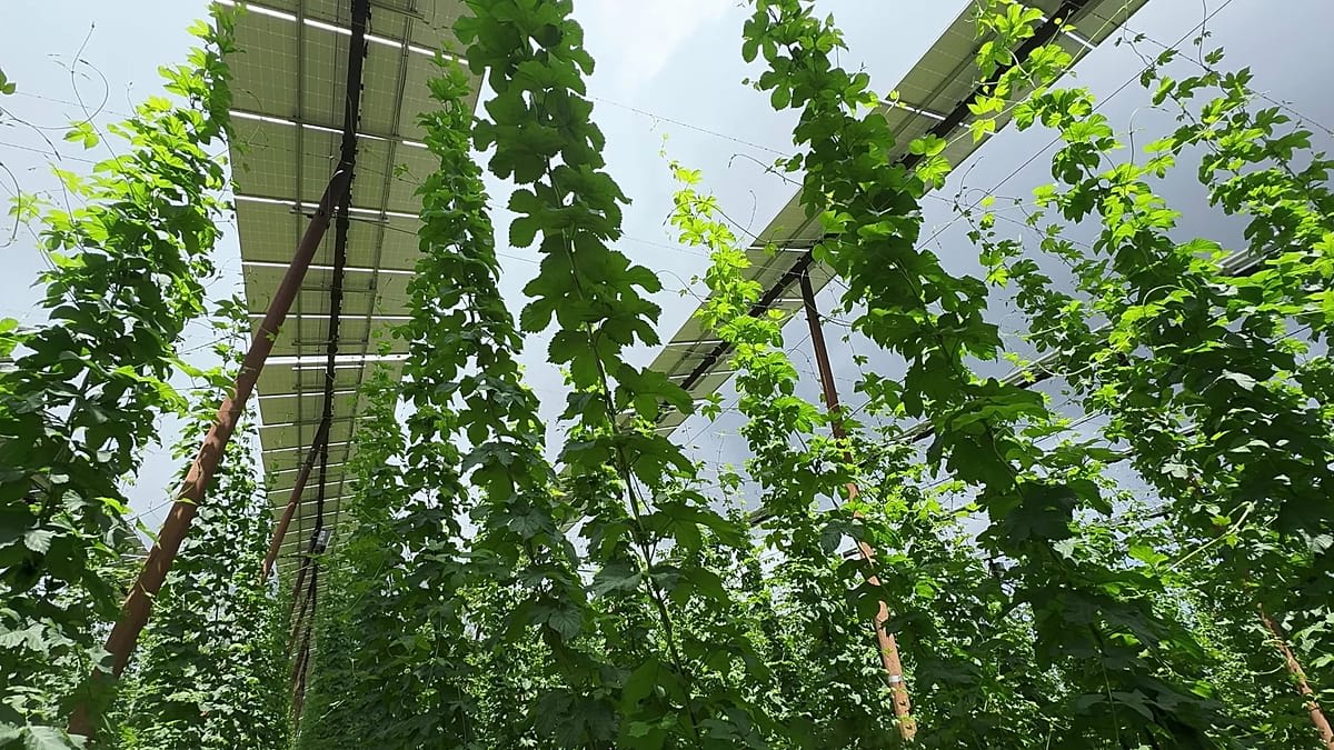 Solar panels installed seven meters above Bavarian hop fields creating protective shade while generating renewable energy
