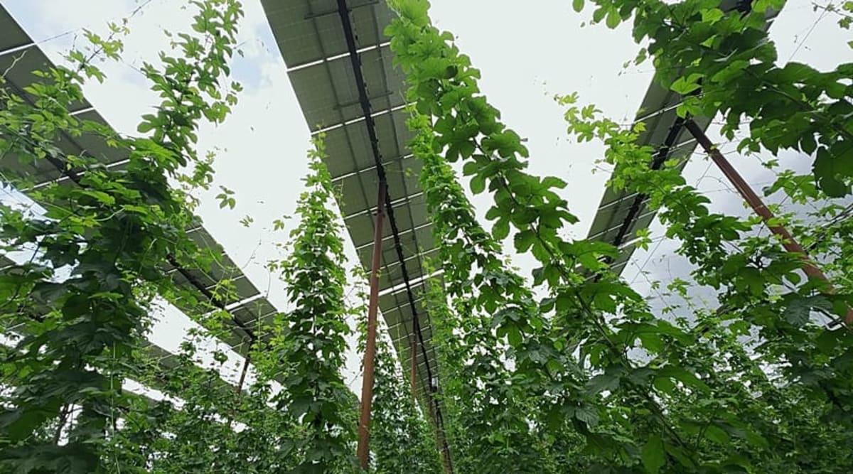 Bavarian Hop Farmer Doubles Income With Solar Panel 'Hats - Image 3