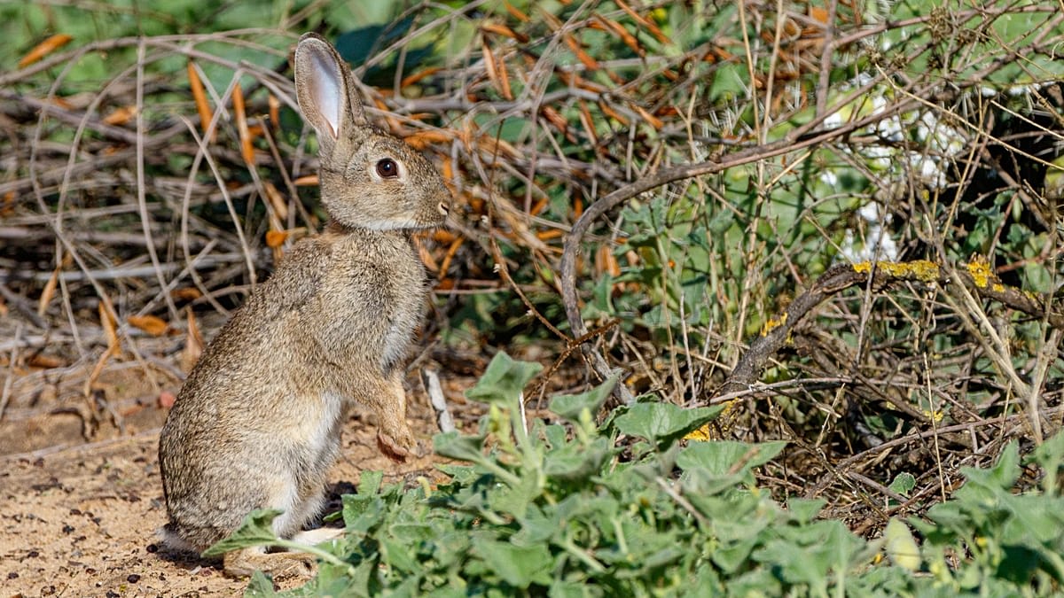 Spain Discovers Second Rabbit Species After 2 Million Years