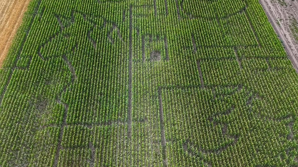 Children exploring the winding paths of Hungary's massive fairytale-themed corn maze near Romanian border
