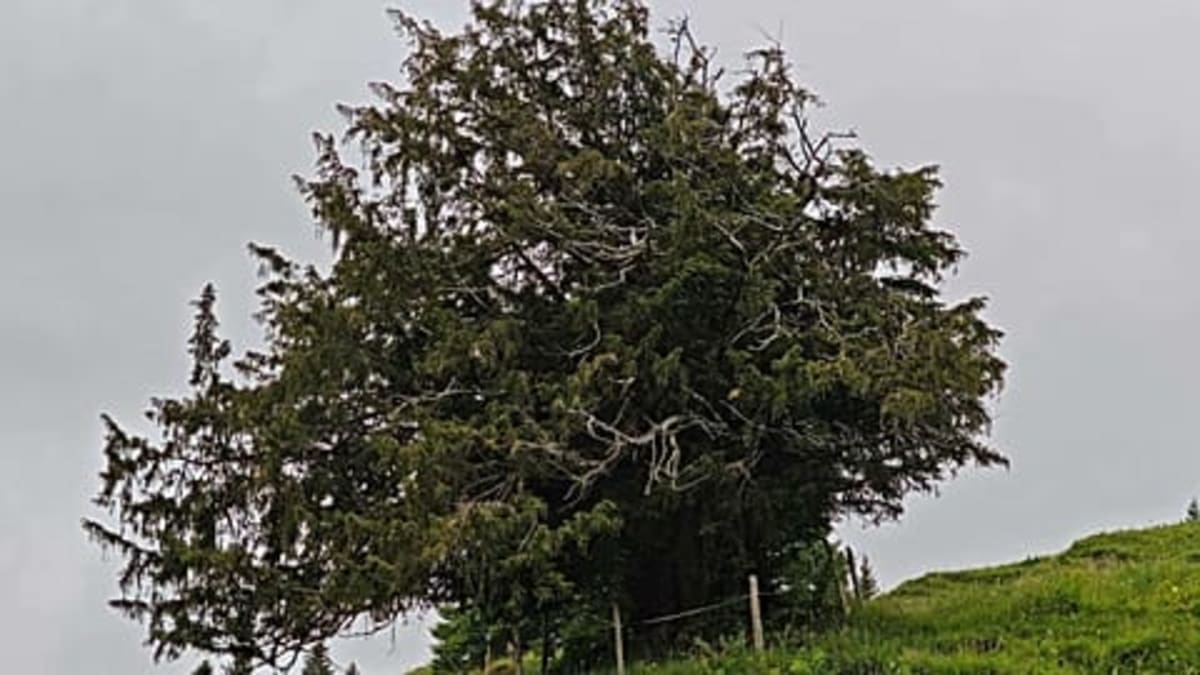 Portugal's 3,700-Year-Old Olive Tree Still Produces Fruit - Image 3