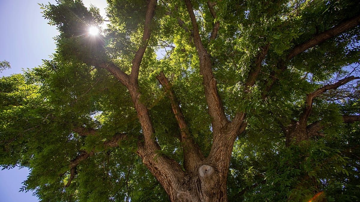 Massive ancient tree with sprawling branches stretching across Italian countryside landscape