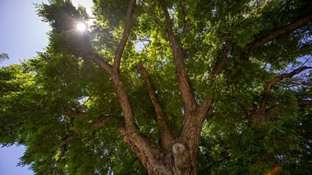 Portugal's 3,700-Year-Old Olive Tree Still Produces Fruit - Image 2