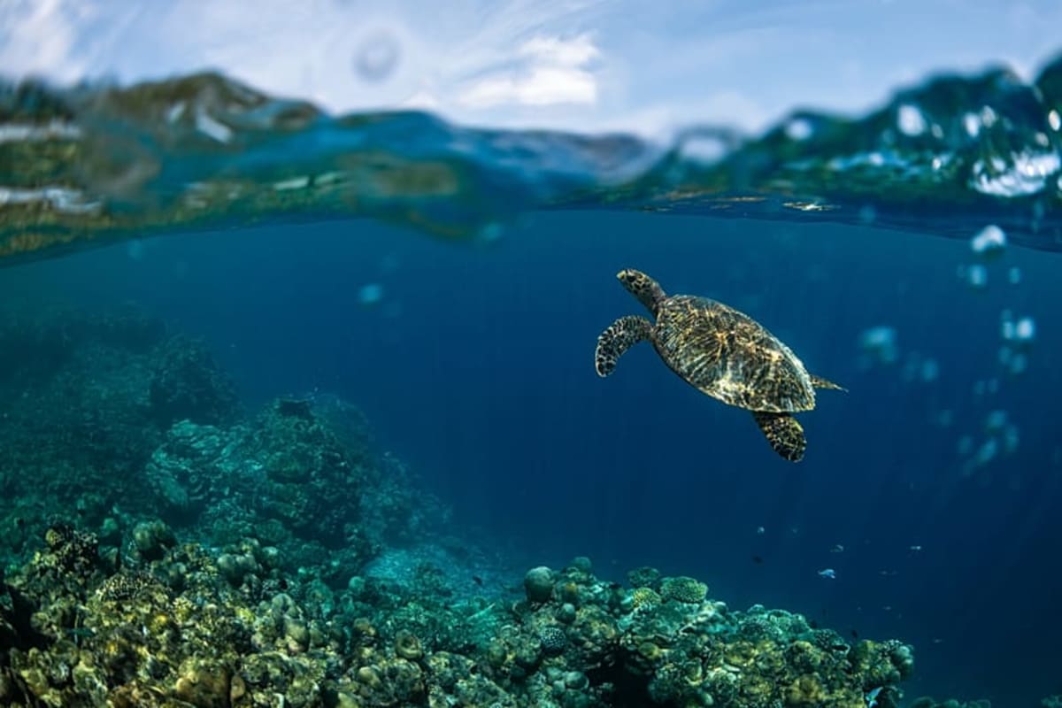 Young Maldivians Fight Rising Seas With Kayaks and Hope - Image 4