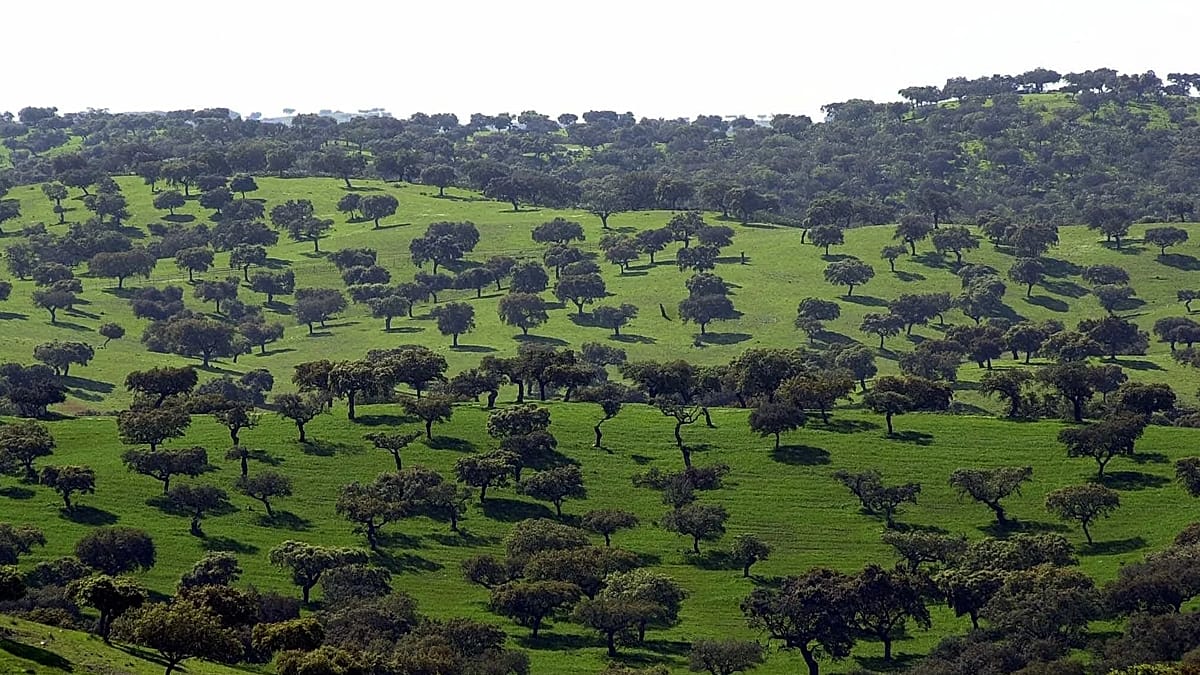 Ancient gnarled olive tree with thick weathered trunk still bearing green leaves in Portuguese countryside
