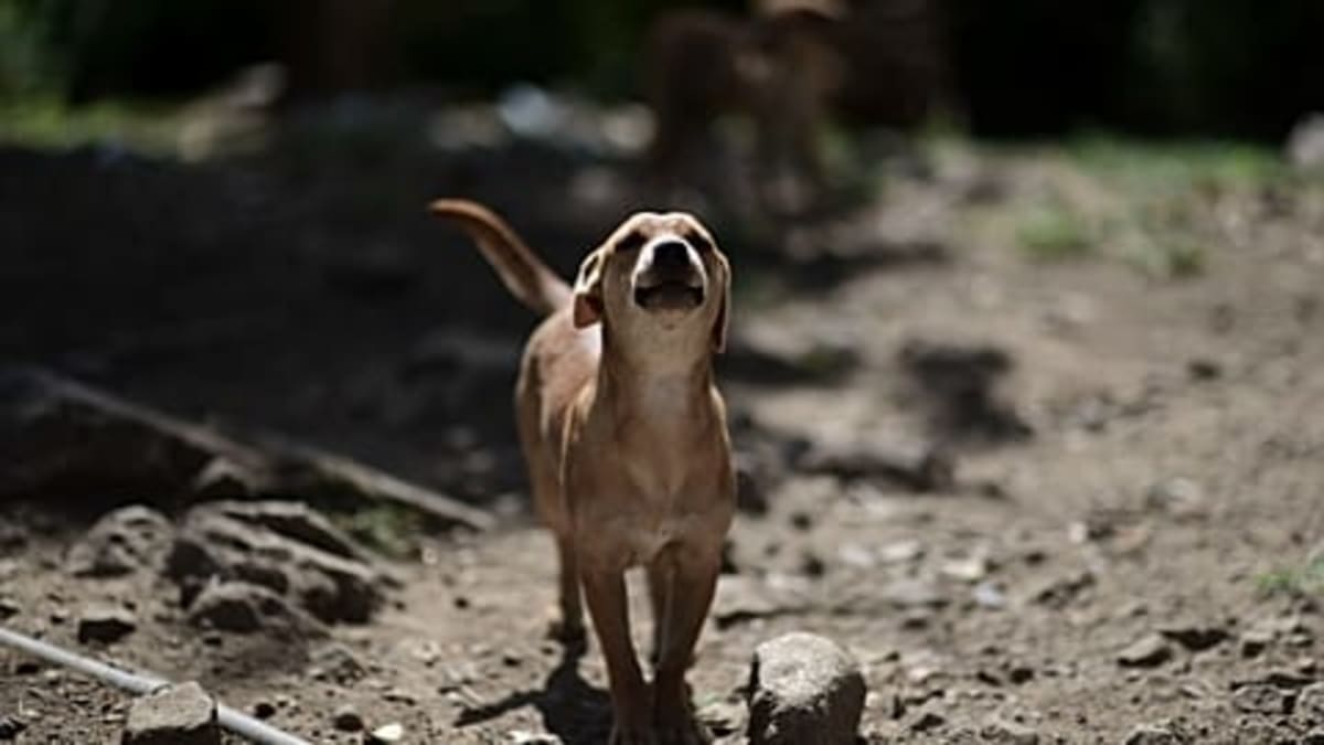 Italy's Wolves Make a Comeback After Near Extinction - Image 4