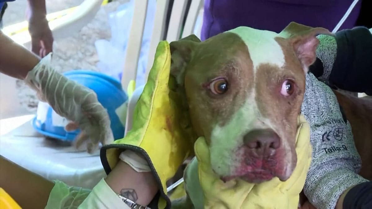 Dog Pulled Alive From Earthquake Rubble in Colombia - Image 2